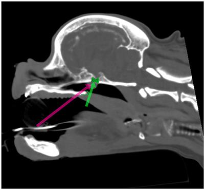 Challenges of transsphenoidal pituitary surgery in severe brachycephalic dogs